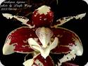 Stanhopea tigrina